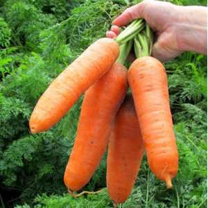 Діамент F1 (VAC 75 F1) - морква, 100 000 насіння, Nickerson Zwaan фото, цiна